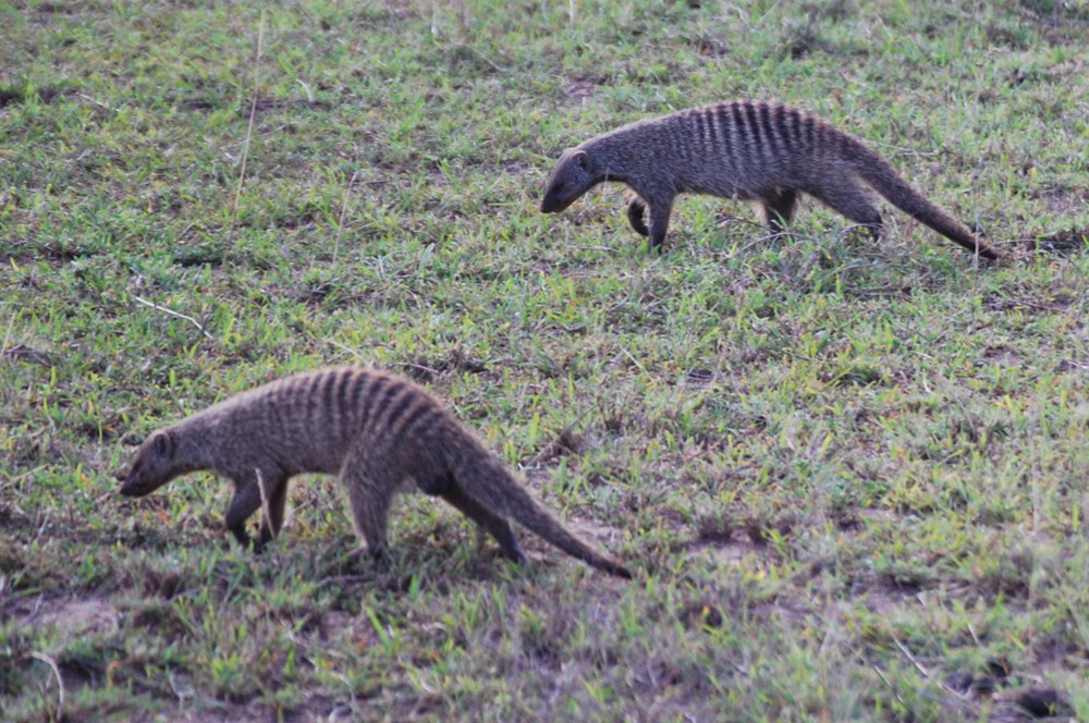 Tanzania - Mangusta (Mungos mungo)